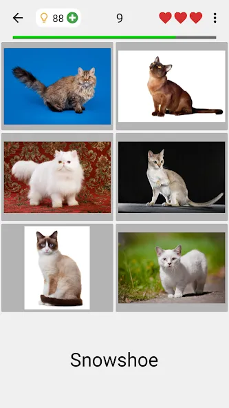 Cats Quiz Guess Popular Breeds [МОД Mega Pack] Screenshot 2