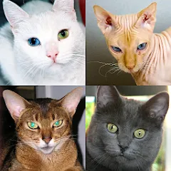 Взломанная Cats Quiz Guess Popular Breeds  [МОД Mega Pack]