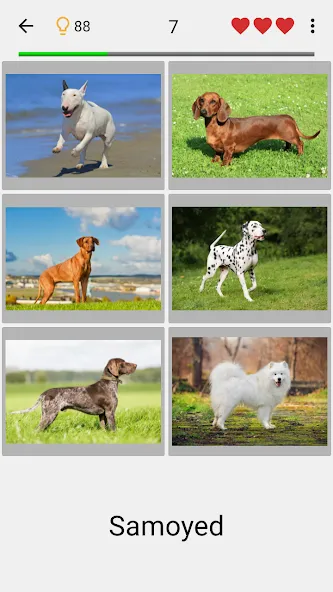 Dogs Quiz - Guess All Breeds! [МОД Mega Pack] Screenshot 1