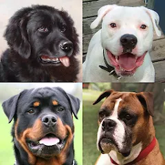 Скачать взлом Dogs Quiz - Guess All Breeds!  [МОД Mega Pack]
