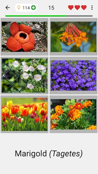 Flowers Quiz - Identify Plants [МОД Unlimited Money] Screenshot 2