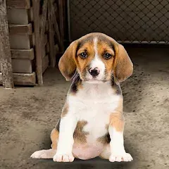 Взломанная My Pet Animal Shelter World  [МОД Menu]