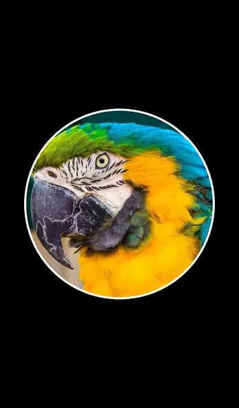 Word Rings 2 [МОД Menu] Screenshot 2