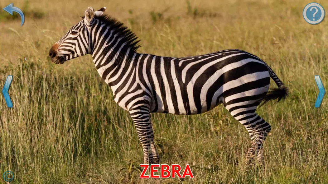 Animals for Kids [МОД Много монет] Screenshot 3