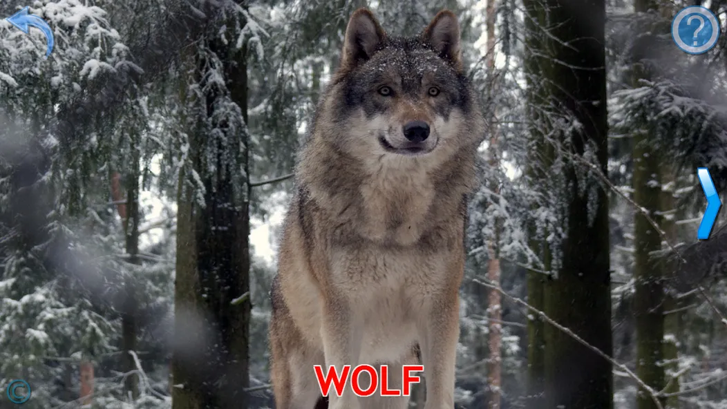 Animals for Kids [МОД Много монет] Screenshot 4